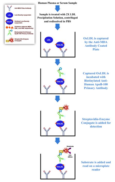 Human Oxidized LDL ELISA Kit 